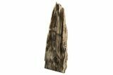 Polished, Petrified Wood (Metasequoia) Stand Up - Oregon #193741-1